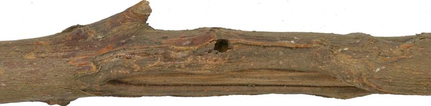 Pa CZ Salix caprea.JPG